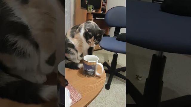 Люся любит кофе. Если кто-то не допил она допьет. смотреть онлайн