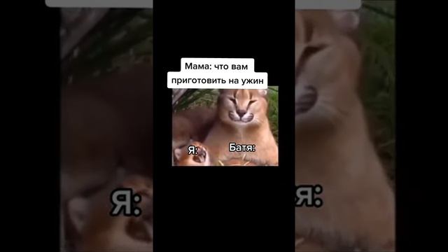 #мем #жиза #мемы #рек #мемасы #каракал #шлепа смотреть онлайн