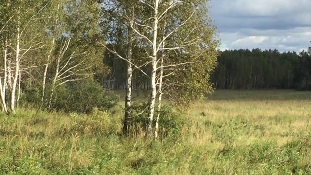 Охота на Лося во время гона Тюменская обл с. Казанское. смотреть онлайн