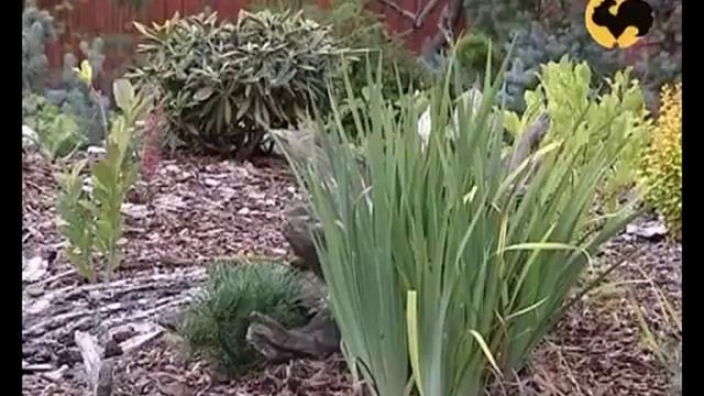 Ландшафтные хитрости при планировании сада смотреть онлайн