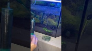 Голубой тигровый попугай. Поплыл малек голубого попугая .Разведение сапфирового попугая. Кормление