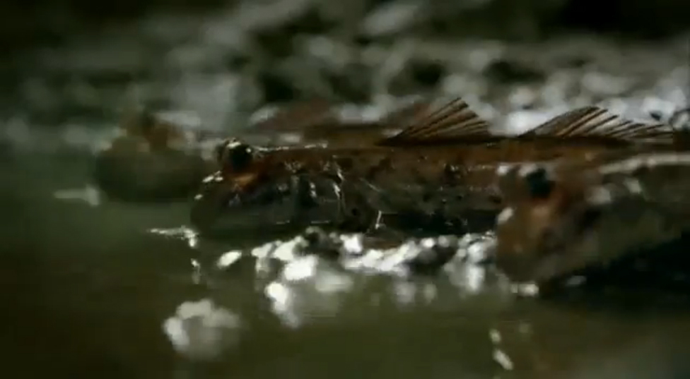 Guinness - Вот почему начали эволюционировать! смотреть онлайн