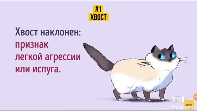 Язык Кошек! | Как Найти Общий Язык С Кошкой? смотреть онлайн