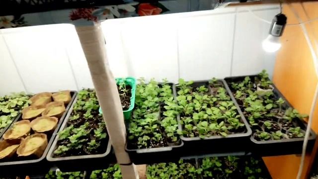 ВЫХОДНОЙ В МОЕЙ СЕМЬЕ. ПОКУПКИ САДОВЫХ ФИГУРОК. КОЛЕУСЫ УКОРЕНИЛИСЬ. ЧЕРЕНКУЮ ХРИЗАНТЕМУ. ВКУСНОСТИ смотреть онлайн