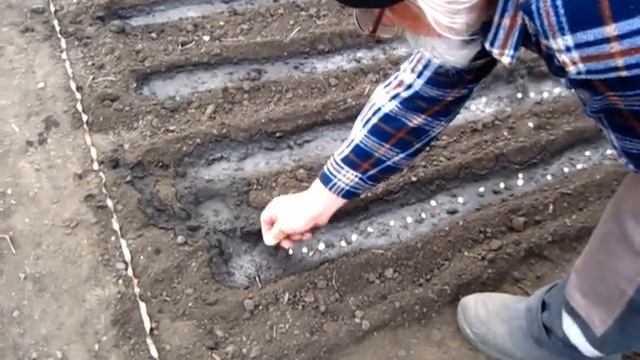 Сев гороха трёх сортов сладкий, зуб и солёный