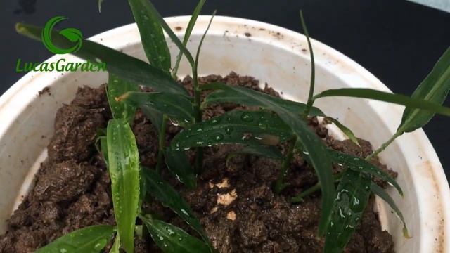 Trồng Gừng Trong Chậu |  Plant Ginger In Pots