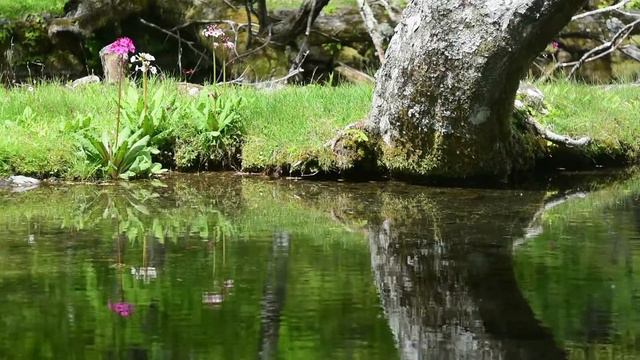 6月の奇跡！川原に咲き乱れるクリンソウ смотреть онлайн