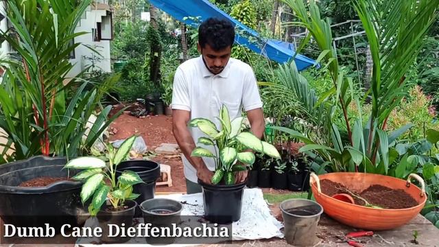 How to pot indoor plants | Names of Indoor plants смотреть онлайн