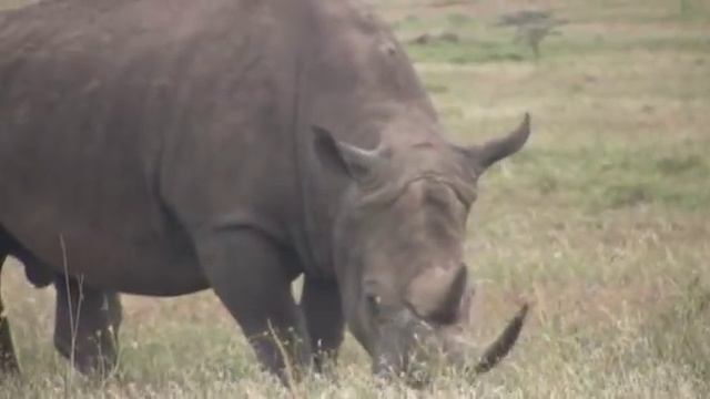 SAFARI LEWA ep.2 "Road Block" смотреть онлайн