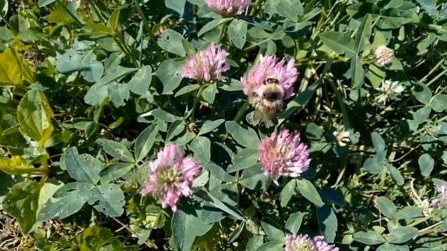 Клевер луговой ! лечебные свойства применение и противопоказания! смотреть онлайн