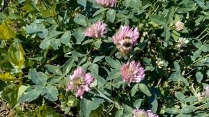 Клевер луговой ! лечебные свойства применение и противопоказания!