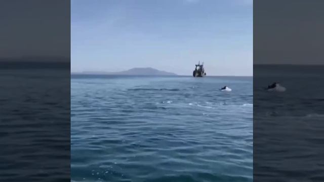 Крым. Встреча с дельфинами смотреть онлайн