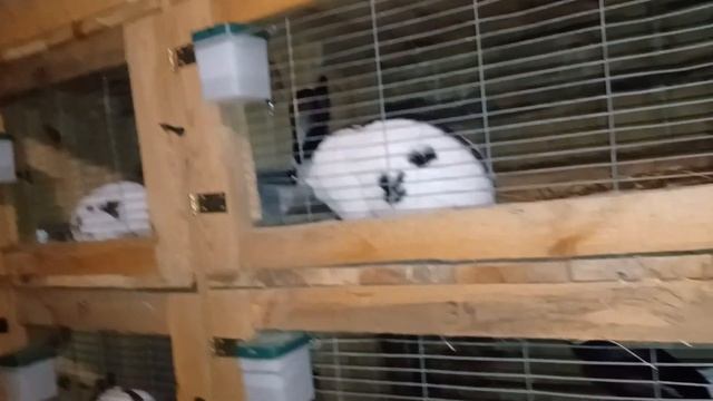 Porzucony królik - Królik miniaturka z interwencji смотреть онлайн