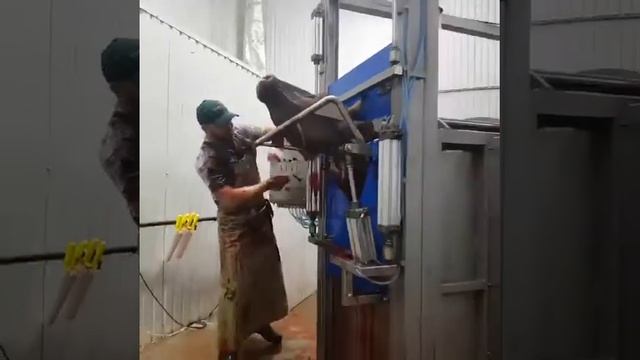 Мясо охлаждённый из Белоруссии Халяль. смотреть онлайн