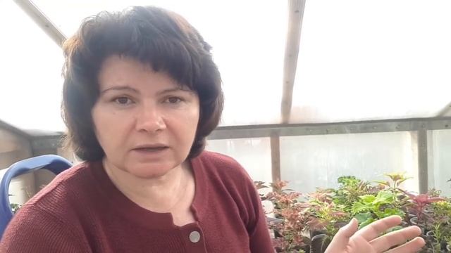 Мучнистый червец. Боремся правильно! смотреть онлайн