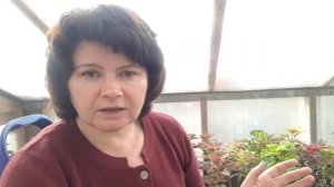 Мучнистый червец.  Боремся правильно!