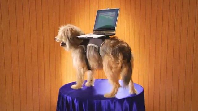 Billy Mays Dog Featuring Ryan Fawcett смотреть онлайн