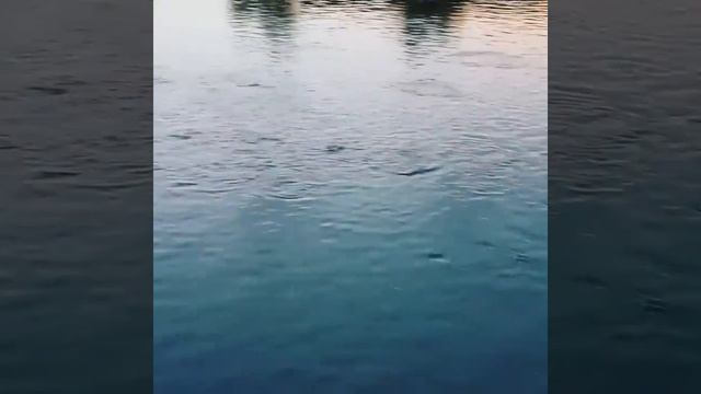 Отдых и Рыбалка "Три Пруда" это новое место для отдыха и рыбалки в Бишкеке (с.Ленинское) 0708770461 смотреть онлайн