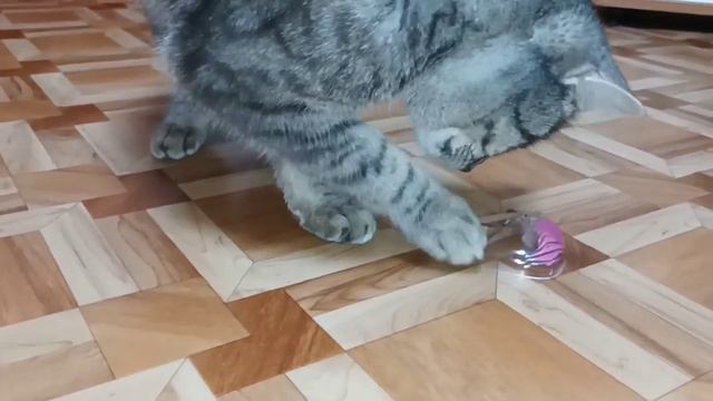 Интересные задание под крышками для Марсика. смотреть онлайн