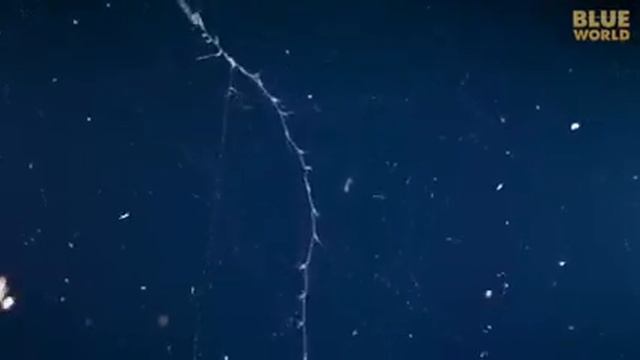 Crazy sea-creature defense mechanism. смотреть онлайн
