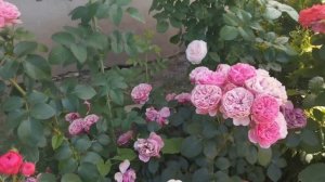 Самая дорогая роза этого сезона! MISS TANGERINE!