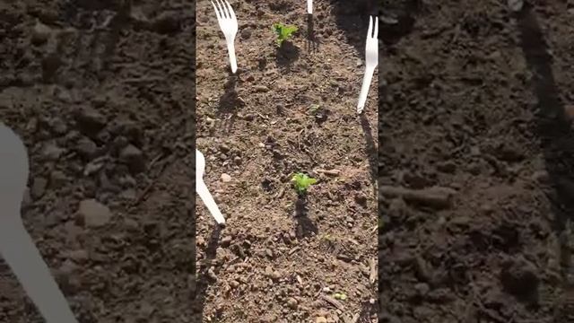 Как защитить грядки от кошек и птиц смотреть онлайн