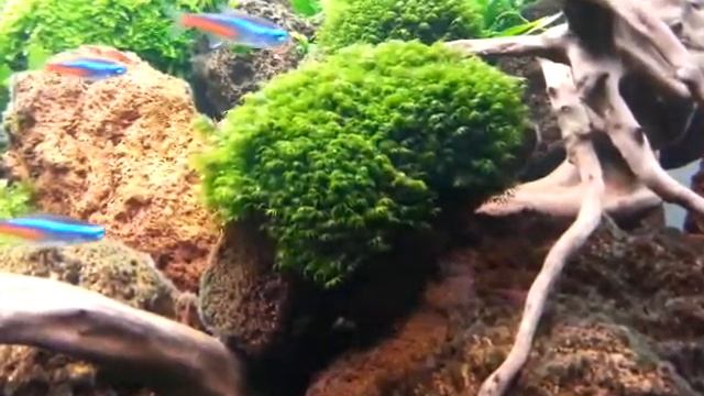 planted aquaspace смотреть онлайн