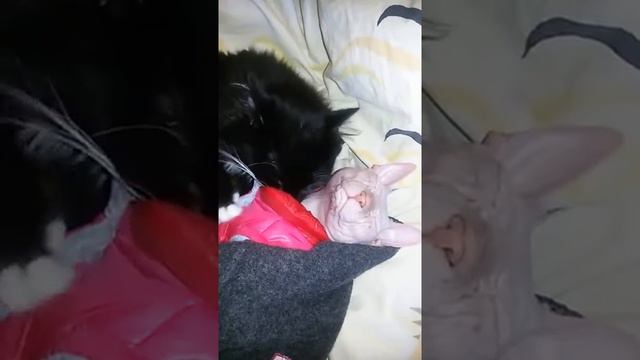 Мотя ухаживает за сфинксом Марсиком смотреть онлайн