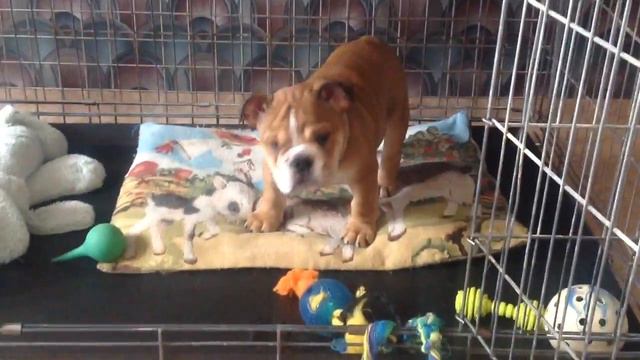 Дос Гратос смотреть онлайн