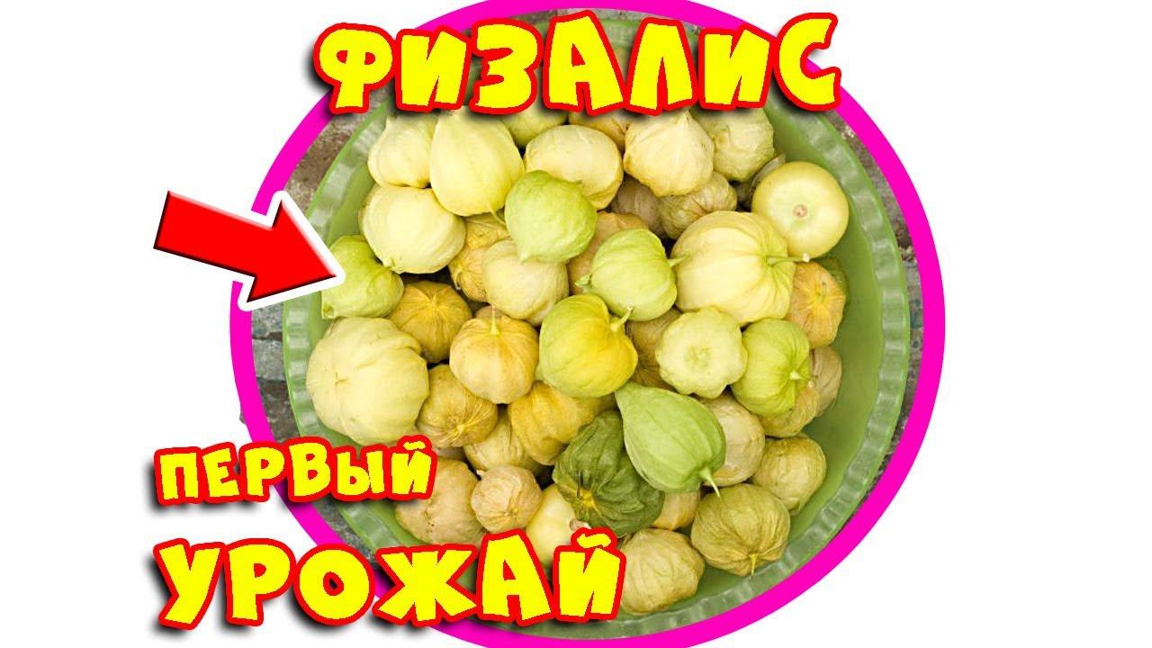 ФИЗАЛИС СЪЕДОБНЫЙ: МАРМЕЛАДНЫЙ ВКУС и ПЕРВЫЙ УРОЖАЙ на моем участке