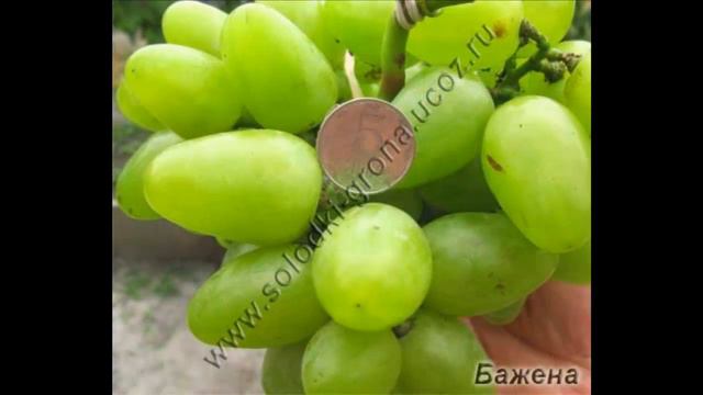 #Виноград от Сергея Гагина каталог3 смотреть онлайн