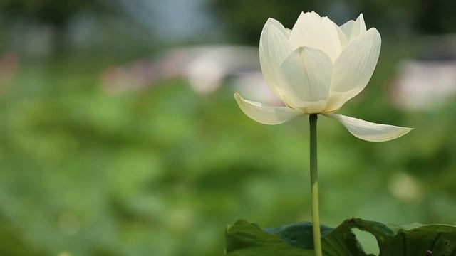 славянская этническая музыка - купальский хоровод