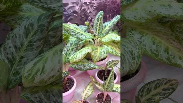 Условия продажи растений зимой.