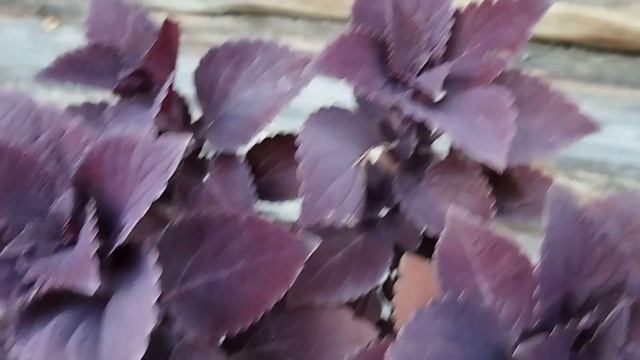 Мои колеусы - самые тёмные сорта.