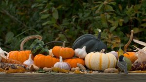 Cat TV For Cats To Watch 😺 Thanksgiving Edition 📺 Birds, Squirrels, Pumpkins In Fall(4K HDR)