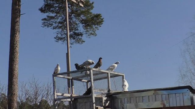 ОБРАЩЕНИЕ К ЗРИТЕЛЯМ КАНАЛА МИР БОЙНЫХ ГОЛУБЕЙ !!! #pigeons# смотреть онлайн