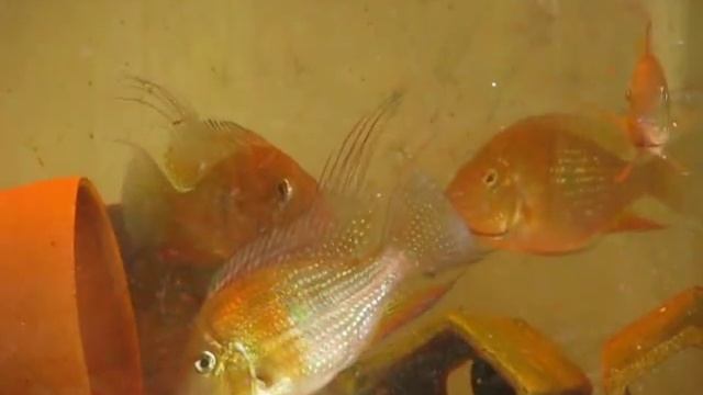 Acarichthys heckelii смотреть онлайн