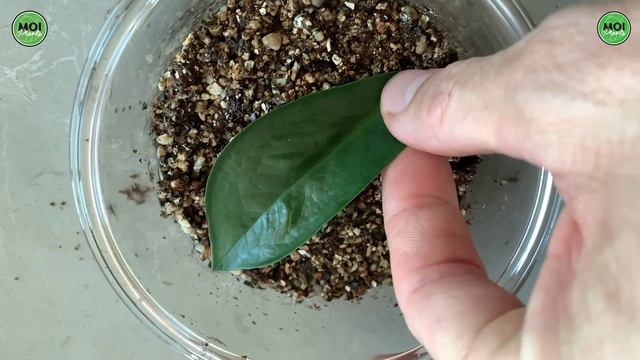 Como REPRODUCIR la ZAMIOCULCAS (proceso completo paso a paso) смотреть онлайн