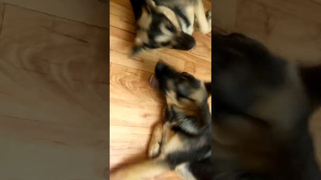 ВЕО игра с щенком