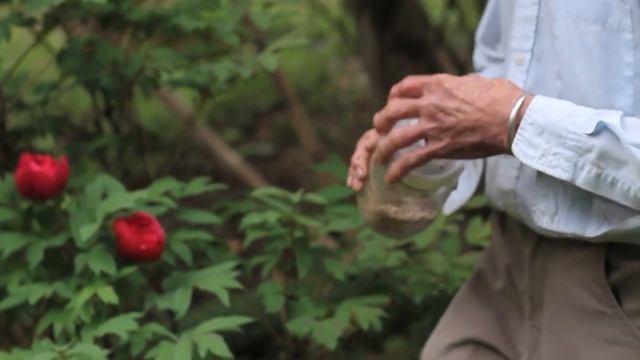 Paonia suffruticosa (Tree Peony) смотреть онлайн