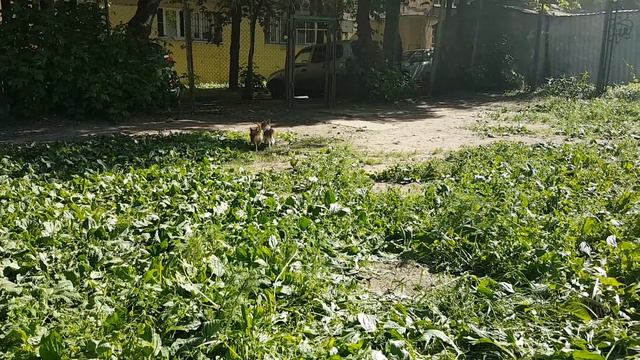 Чихуахуа д/ш Голден из Лайф Звездомир смотреть онлайн