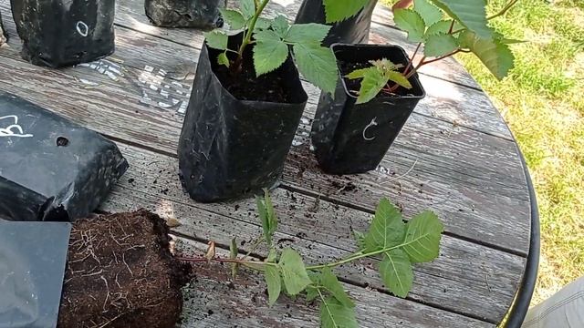 Саженцы ежевики. Сорта Блек Джем, Кеддо, Вон, Вошито, Тройная корона. смотреть онлайн