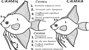 Различаем пол скалярий. Как отличить самца от самки.