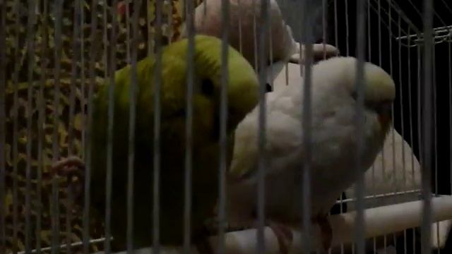 Волнистые попугайчики спят) смотреть онлайн