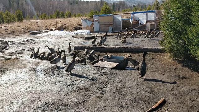 УТКА-ПИНГВИН( индийский бегун) НА ПРОГУЛКЕ. смотреть онлайн