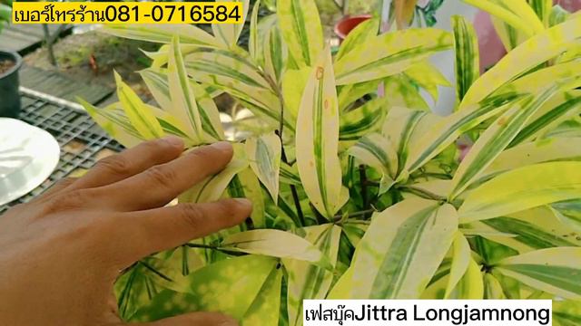 0810716584 ว่านใหม่ๆ ร้านนี้เอามาอีกแล้ว! และไม้แดดสวยๆฮิตๆ смотреть онлайн