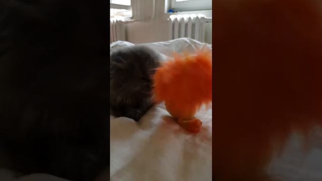 #котики #котенок #смешныекотики #шотландская #иоланта #ёлкакошка смотреть онлайн