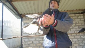 Мелитопольские голуби Дмитрия Колбасова.Обзор рыжих голубей.