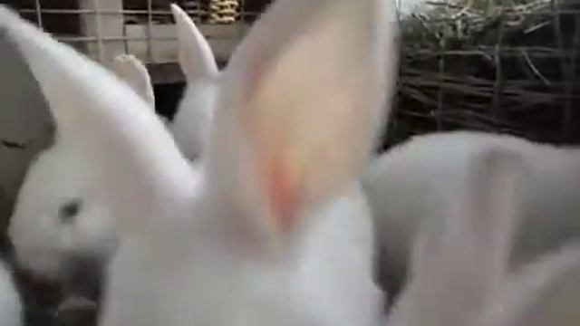 Кролики породы новозеландский и белый великан. смотреть онлайн