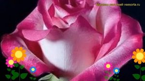 Роза чайно-гибридная Утро Парижа. Краткий обзор, описание характеристик Morning of Paris